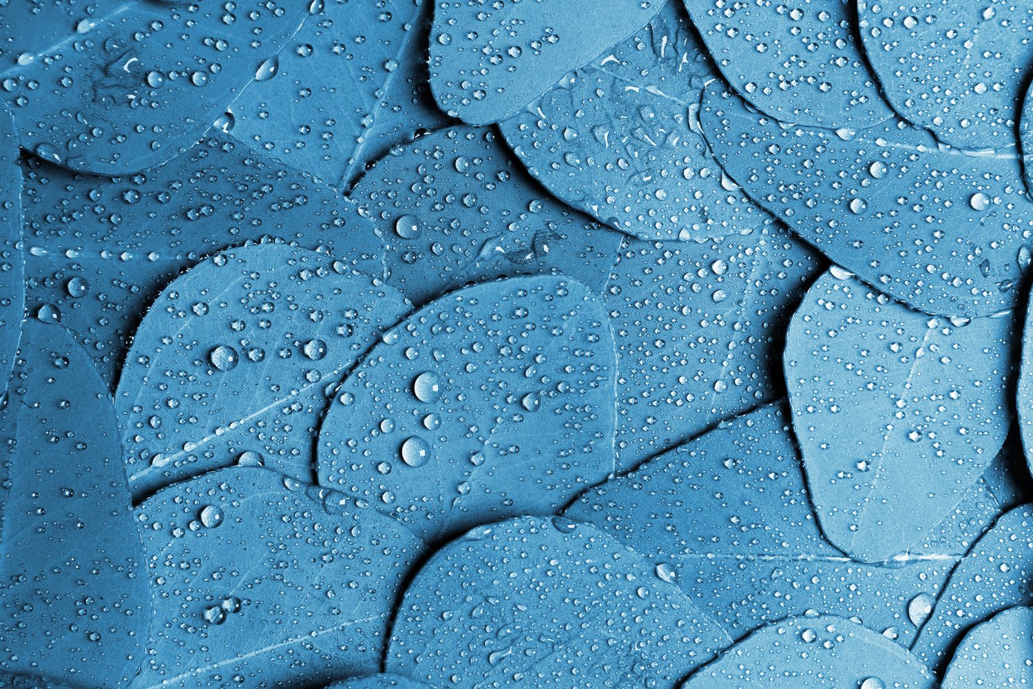 Photo of fresh leaves of eucalyptus with water drops as background, top view. Blue tone