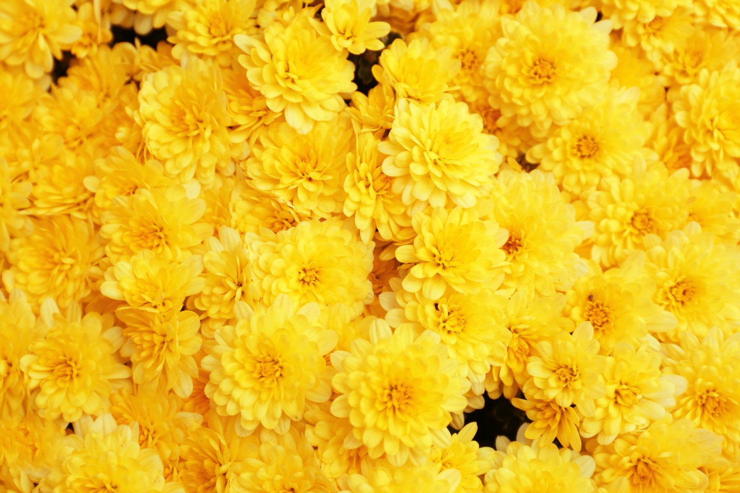 Photo of beautiful fresh bouquet of colorful chrysanthemum flowers