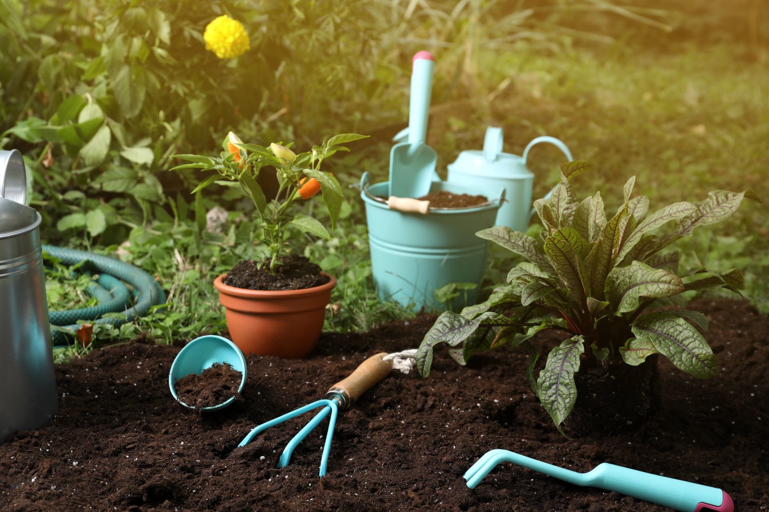 Photo of beautiful plants and gardening tools on soil at backyard