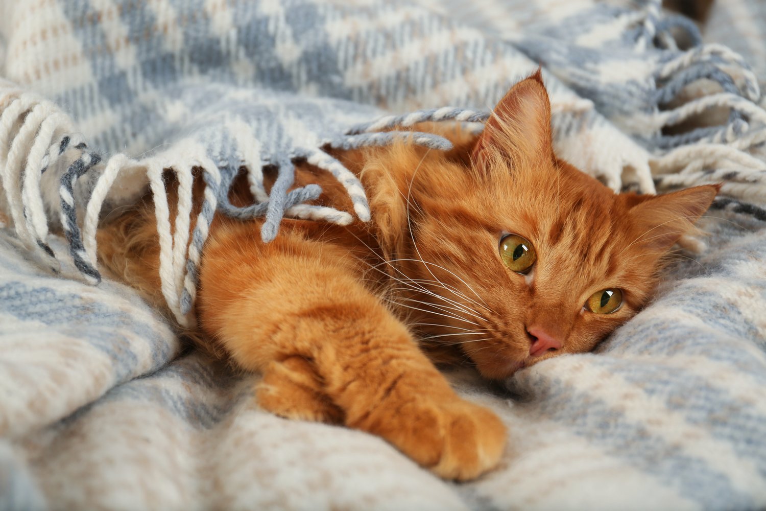 Photo of adorable red cat under plaid. Cozy winter