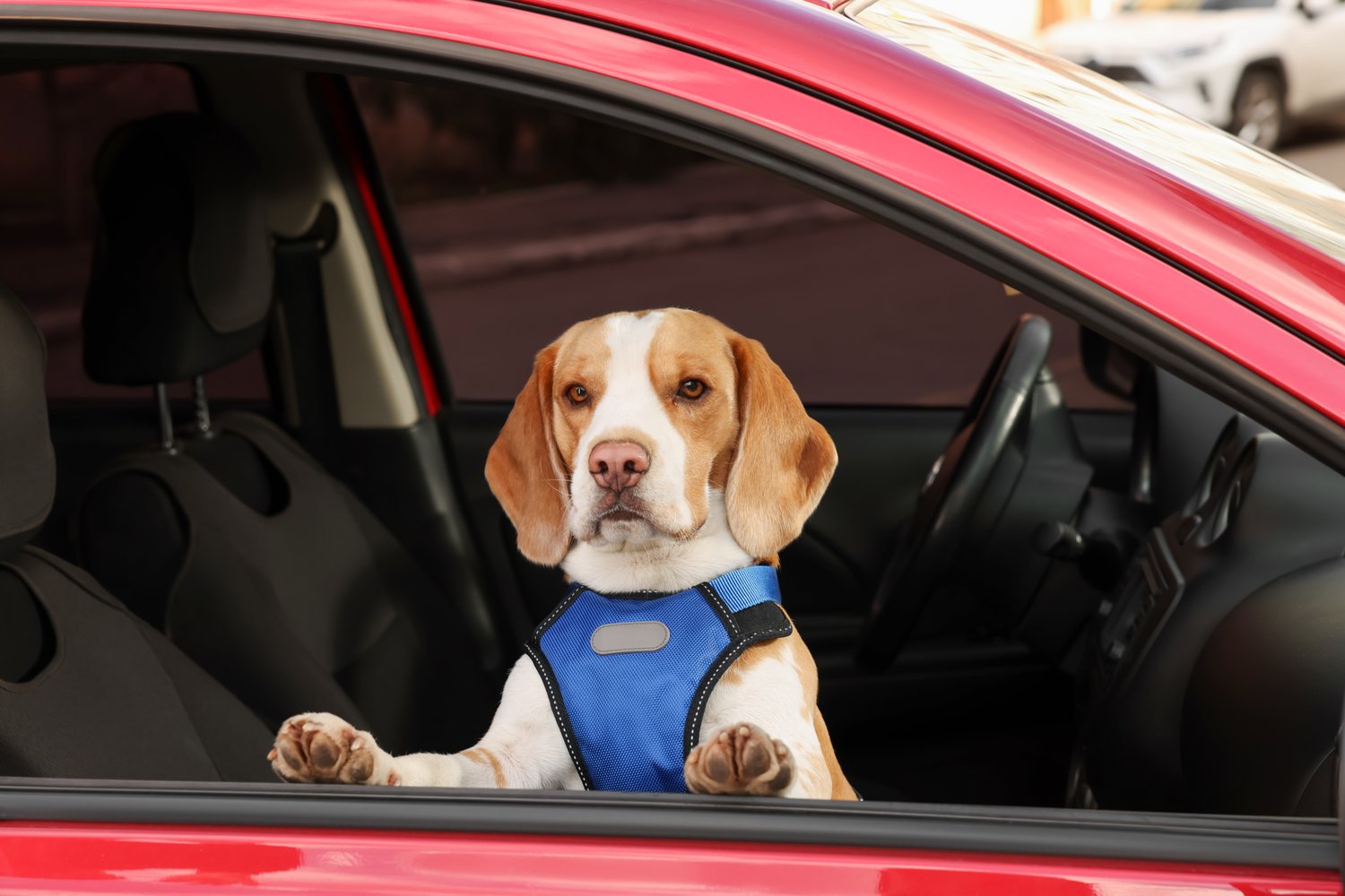 Photo of cute Beagle dog peeking out car window