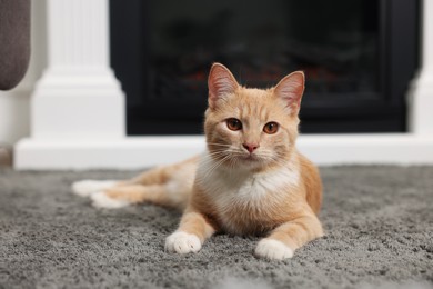 Photo of Cute ginger cat lying on grey carpet at home
