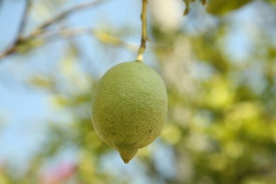 Photo of Unripe lemon growing outdoors, closeup. Citrus fruit