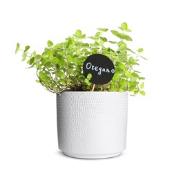 Image of Green oregano with tag in pot isolated on white