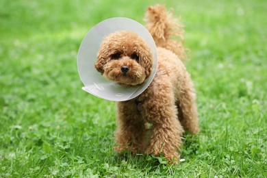 Photo of Cute Maltipoo dog with Elizabethan collar on green grass outdoors