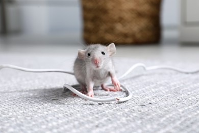 Photo of Rat with chewed electric wire on floor indoors. Pest control