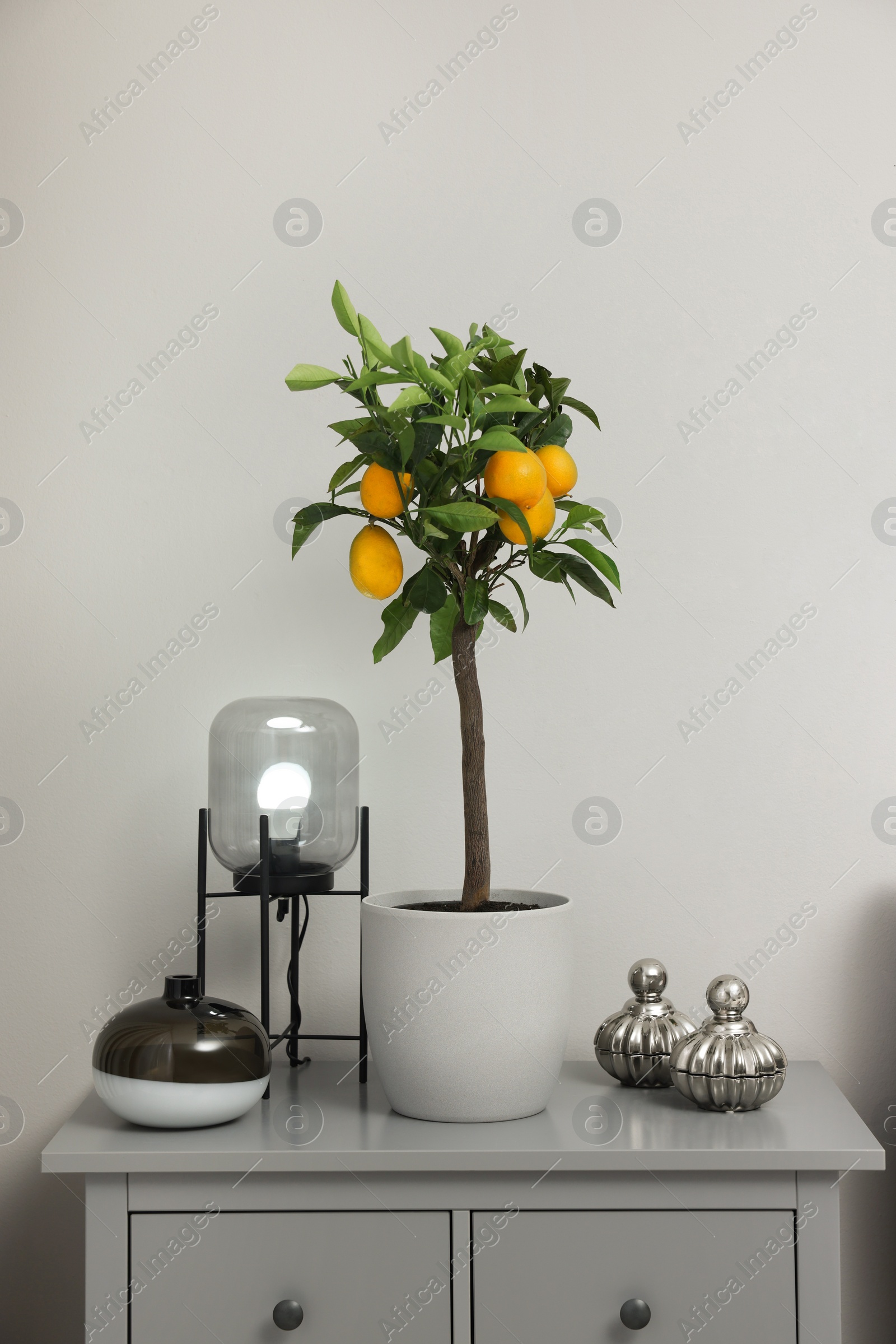 Photo of Potted lemon tree with ripe fruits on chest of drawers in room