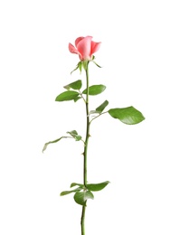 Photo of Beautiful rose flower on white background