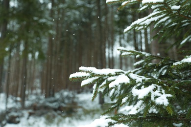 Photo of Closeup view of fir tree covered with snow outdoors on winter day. Space for text