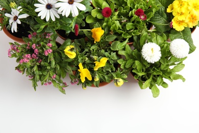 Photo of Different blooming flowers on white background, top view. Home gardening