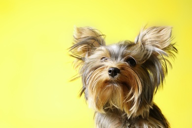 Photo of Adorable Yorkshire terrier on yellow background, closeup. Cute dog