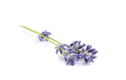 Photo of Beautiful blooming lavender flowers on white background