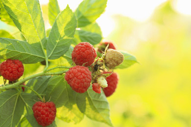 Photo of Raspberry bush with tasty ripe berries in garden, closeup