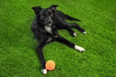 Photo of Cute dog with ball on green grass