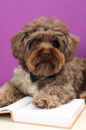 Photo of Cute Maltipoo dog with book on white table against violet background. Lovely pet