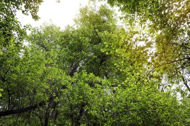 Photo of Beautiful view of trees with green leaves in forest