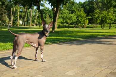 Photo of Mexican hairless dog walking on sidewalk in park, space for text