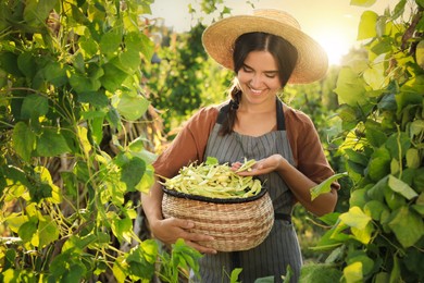 Photo of Young woman harvesting fresh green beans in garden