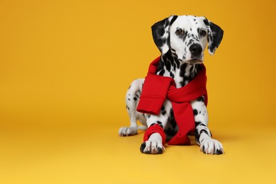 Photo of Adorable Dalmatian dog with red sweatshirt and bandana on yellow background. Space for text