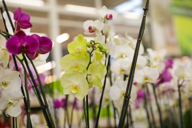 Photo of Beautiful blooming tropical orchid flowers in store