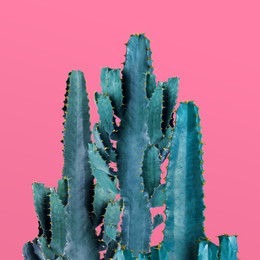 Image of Beautiful cactuses on pink background. Creative design