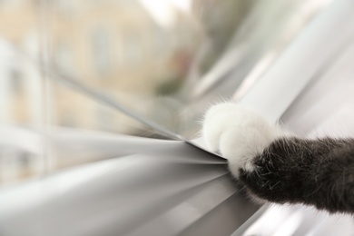 Photo of Cute cat opening Venetian window blinds with paw, closeup. Space for text