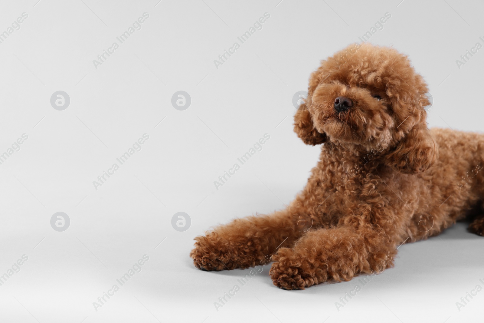 Photo of Cute Maltipoo dog on light grey background, space for text. Lovely pet