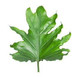Photo of Tropical philodendron leaf isolated on white
