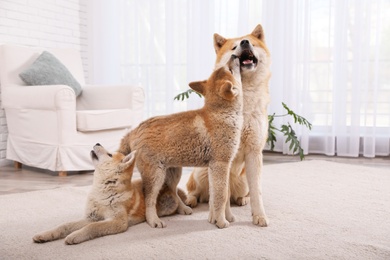 Photo of Adorable Akita Inu dog and puppies in living room