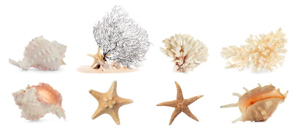 Image of Set of different exotic sea shells, starfishes and dry corals on white background. Banner design