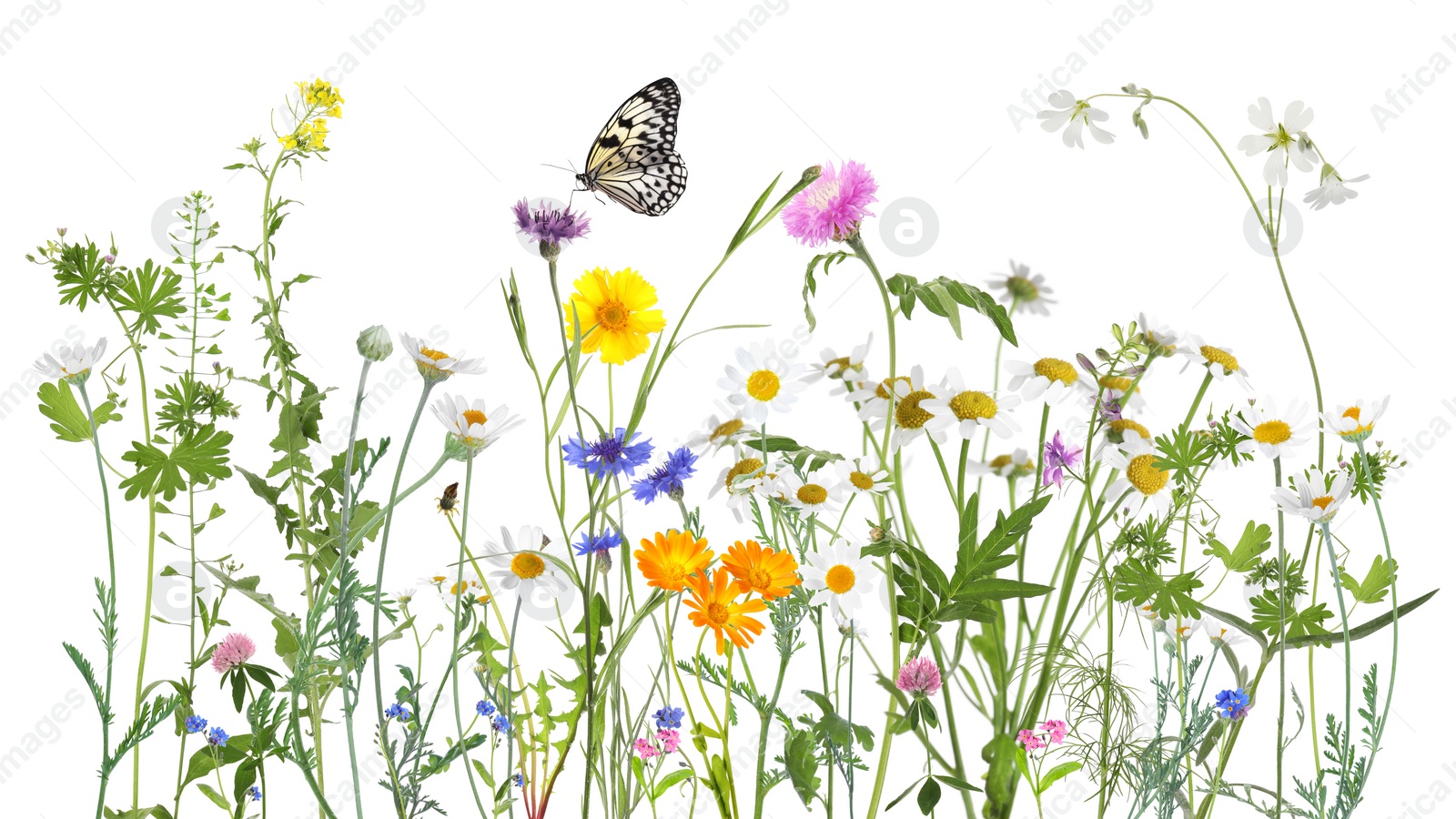 Image of Colorful meadow flowers and butterfly on white background, banner design