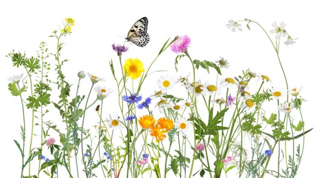 Colorful meadow flowers and butterfly on white background, banner design