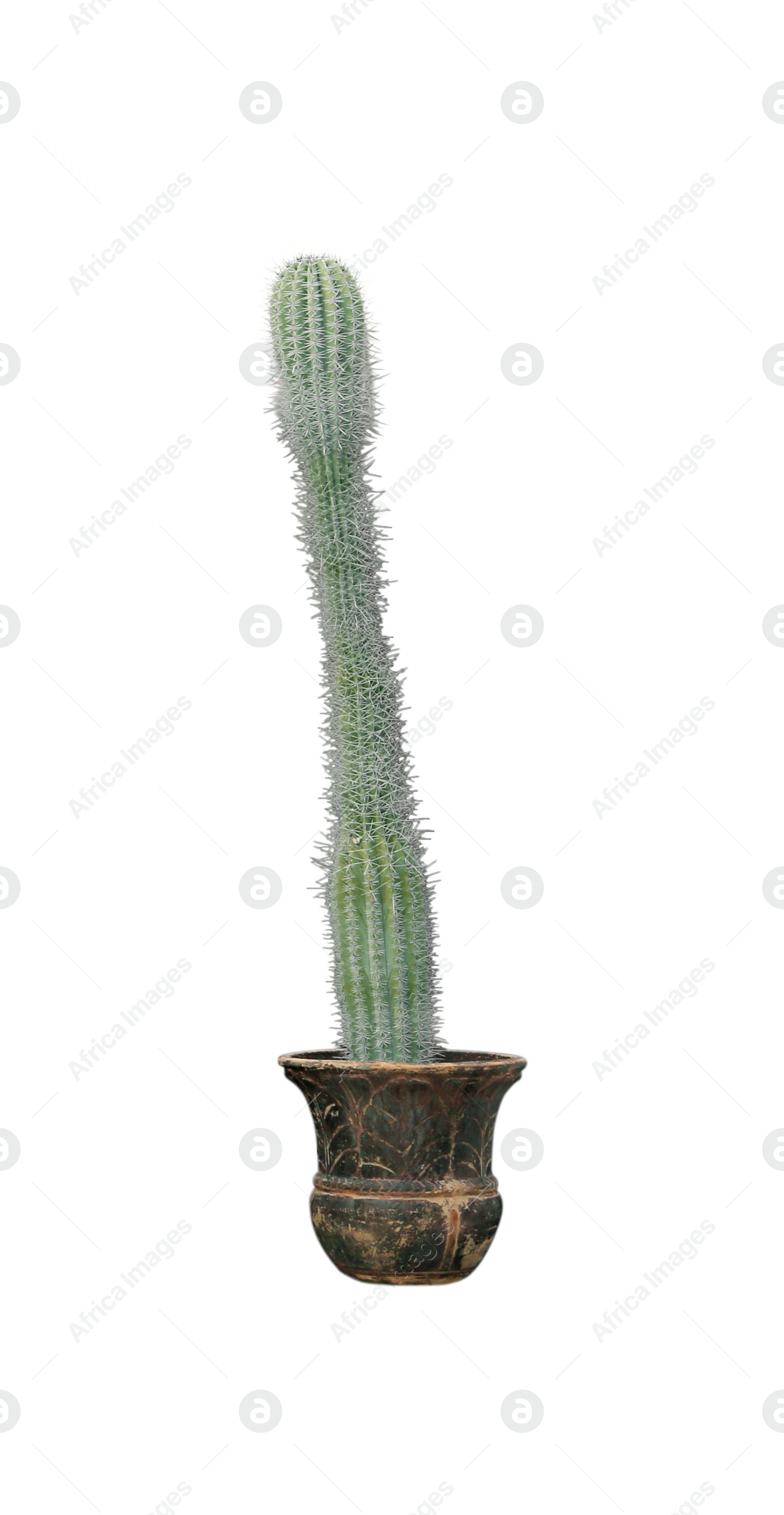 Image of Beautiful green cactus in pot on white background