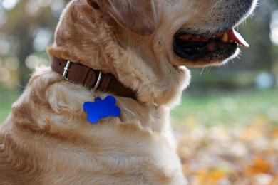 Cute Labrador Retriever in dog collar with metal tag outdoors, closeup