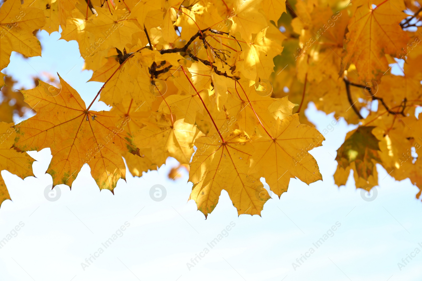 Photo of Beautiful tree with golden leaves and sky outdoors, low angle view. Autumn season