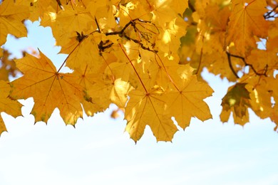 Beautiful tree with golden leaves and sky outdoors, low angle view. Autumn season