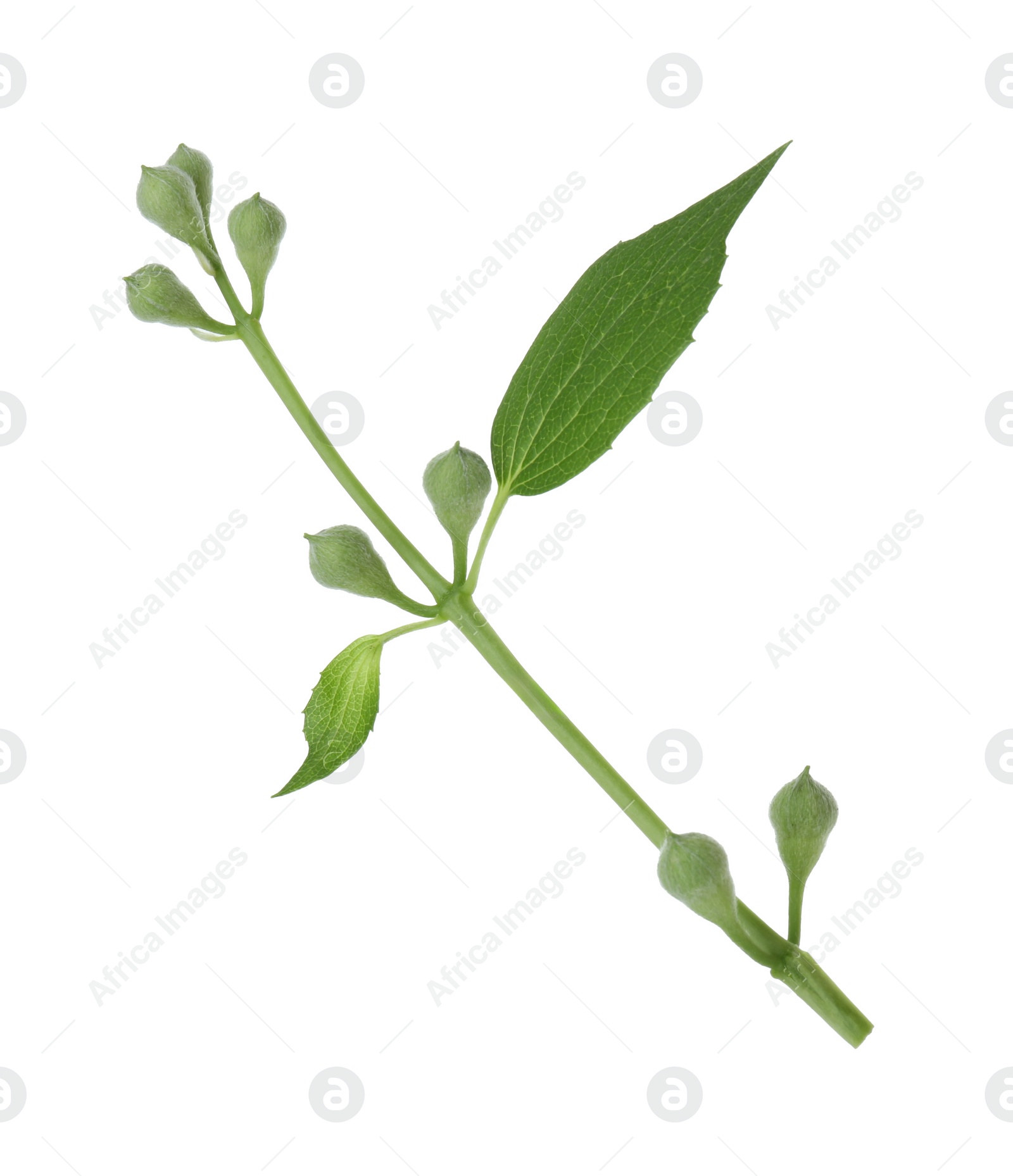 Photo of Jasmine branch with fresh green leaves and buds isolated on white