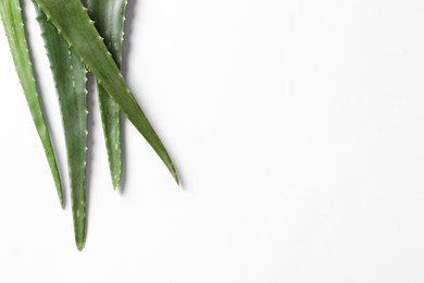 Photo of Green aloe vera leaves on white background, flat lay. Space for text