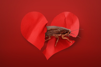 Image of Valentine's Day Promotion Name Roach - QUIT BUGGING ME. Cockroach and torn paper heart on red background