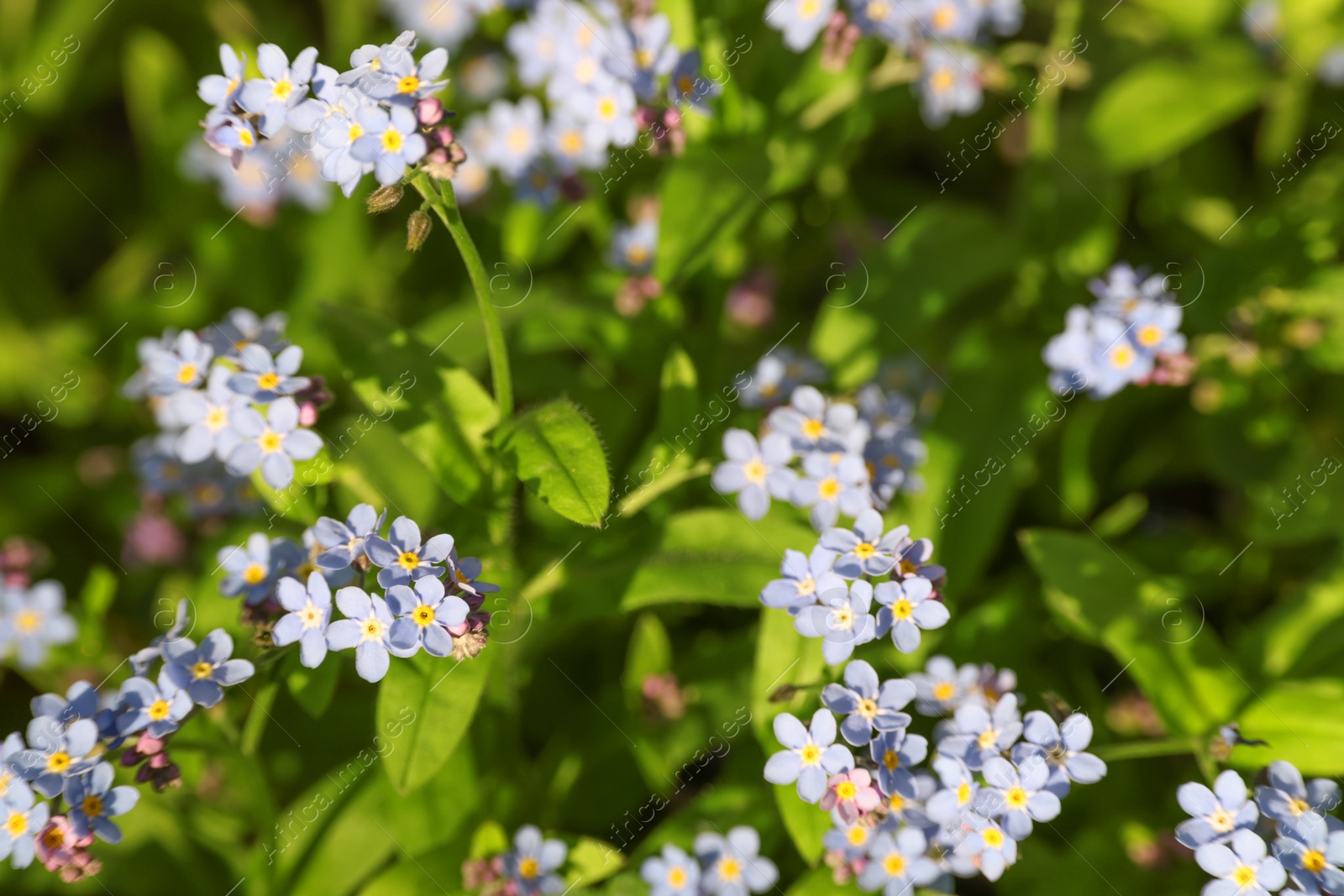 Photo of Beautiful forget-me-not flowers growing outdoors. Spring season