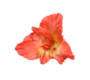 Photo of Beautiful delicate gladiolus flower on white background