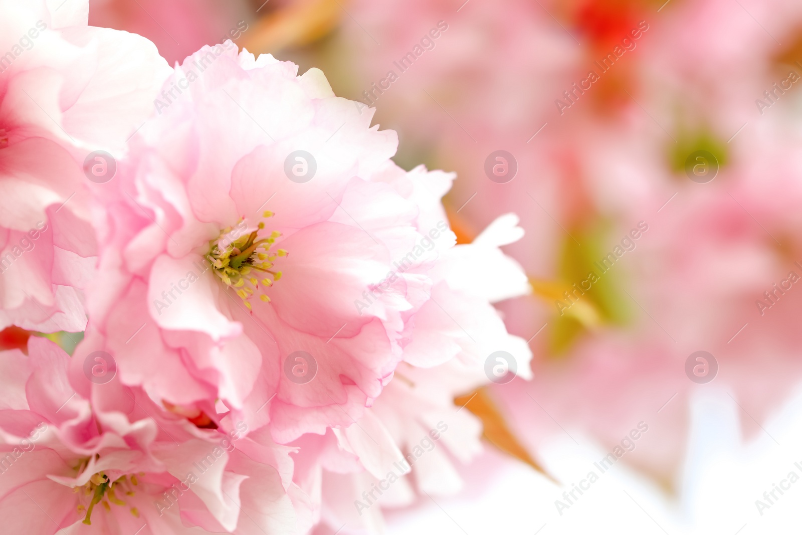 Photo of Beautiful pink flowers of blossoming sakura tree, closeup