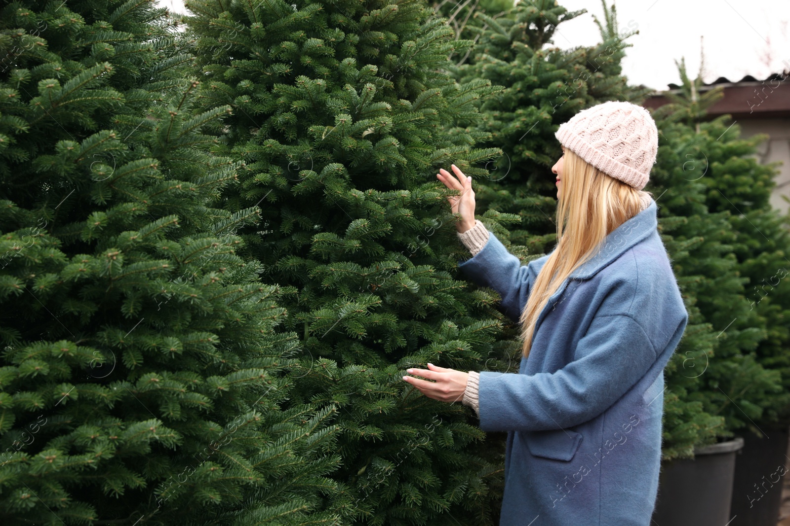 Photo of Woman choosing plants at Christmas tree farm. Space for text