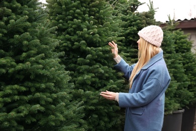 Woman choosing plants at Christmas tree farm. Space for text