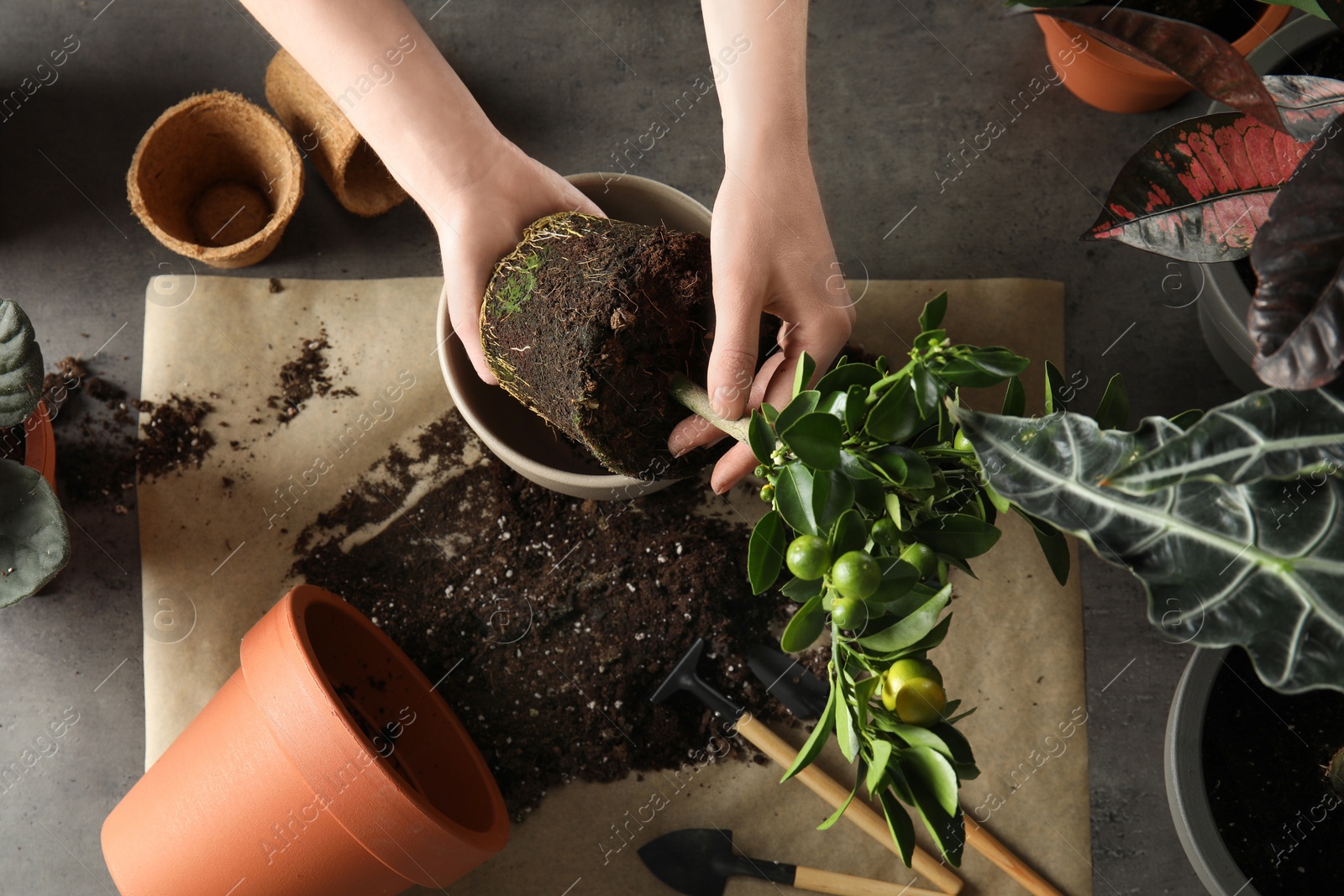 Photo of Woman transplanting home plants at table, top view