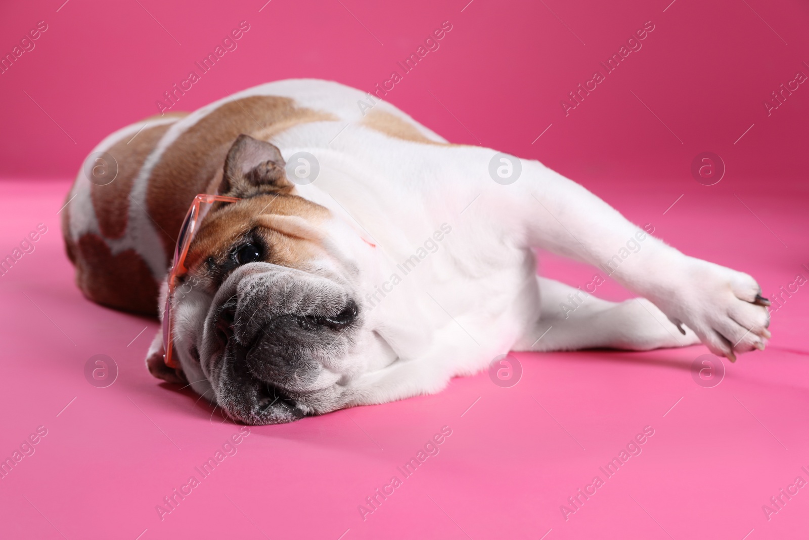 Photo of Adorable English bulldog with sunglasses on pink background