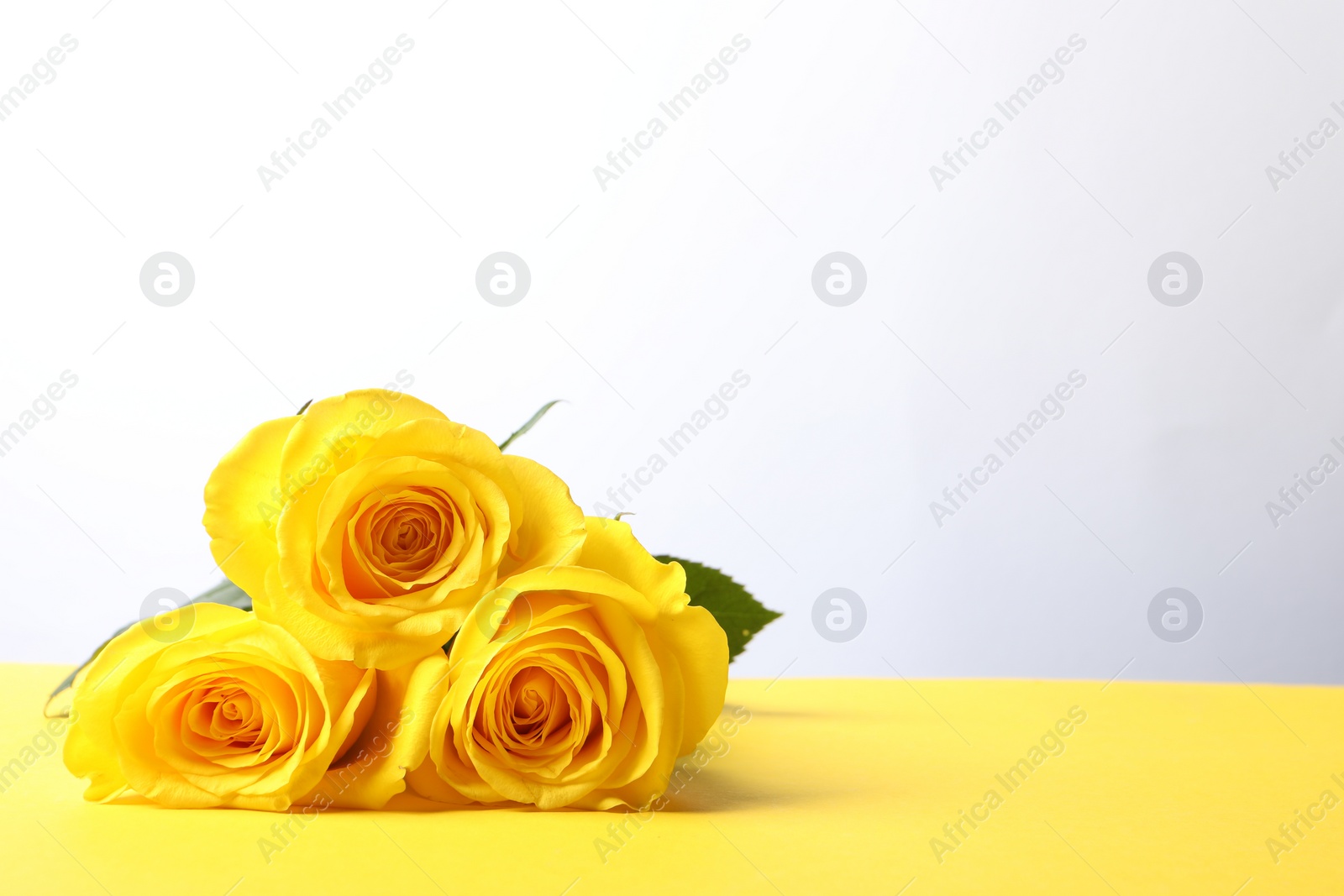 Photo of Beautiful fresh roses on yellow table against white background. Space for text