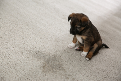 Photo of Adorable puppy near wet spot on carpet indoors. Space for text