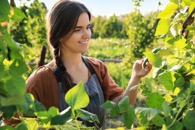 Young woman harvesting fresh green beans in garden