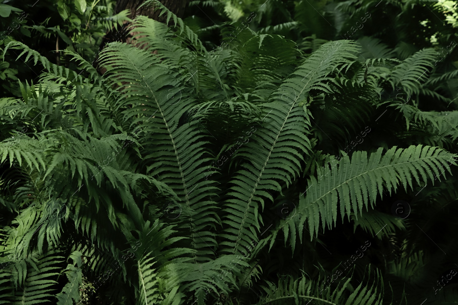 Photo of Beautiful fern with lush green leaves growing outdoors